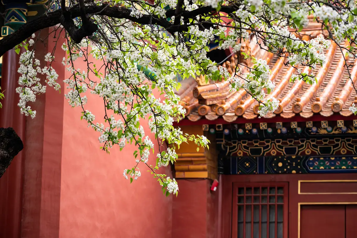 Best Time to Visit the Forbidden City: A Season-by-Season Guide